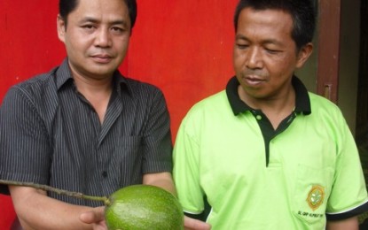 Klomtan “Alpukat  Berkah Jaya” Bikin Sekolah Lapangan Budidaya Alpukat Berkualitas Bagus