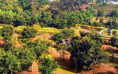 Koleksi Lengkap Kebun Buah Hortimart Agro Center Bawen