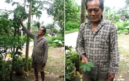 Dadap Serep Tumbuhan Andalan Orang Desa Atasi Demam dan Sakit Perut
