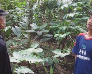 Bambang Wijono, Sosok Petani Lada Teladan dan Sukses Dari Desa Kuncen
